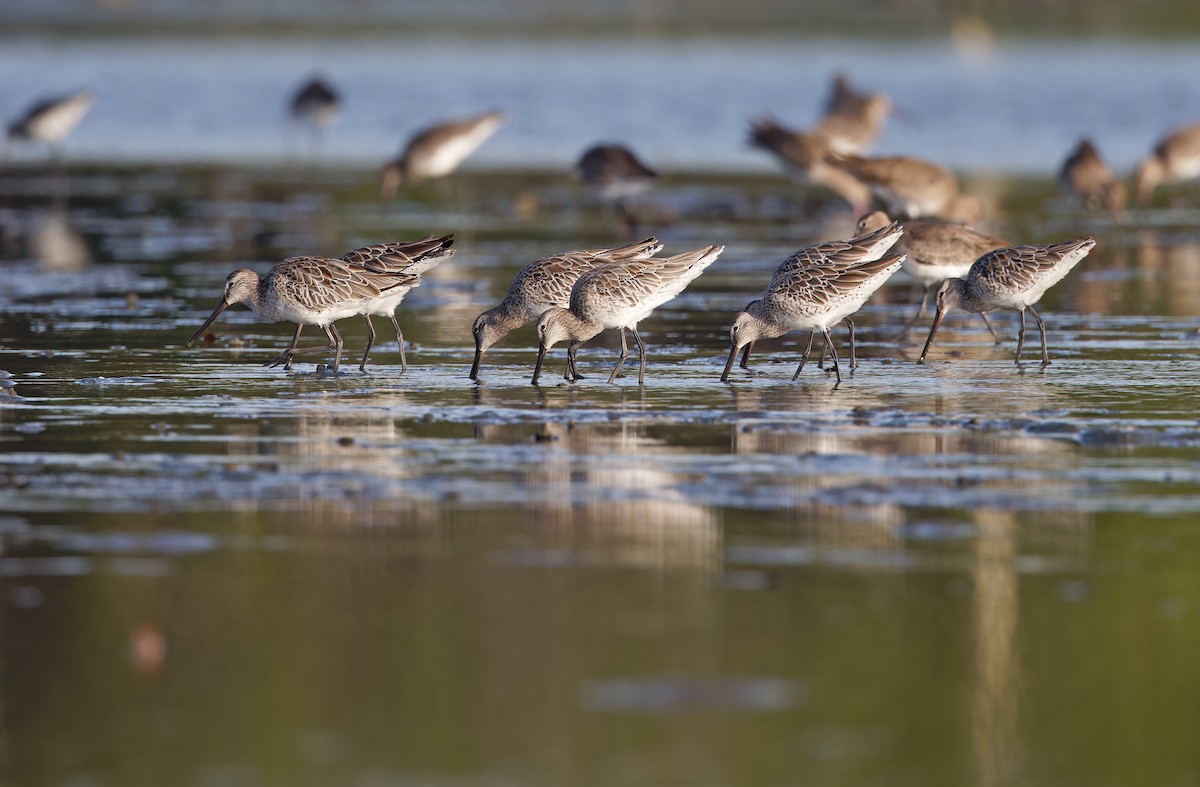 Asian Dowitcher - ML613894926