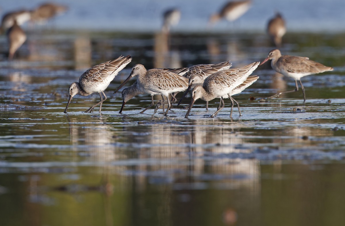 Asian Dowitcher - ML613894927