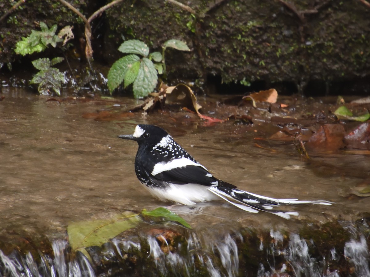 Spotted Forktail - ML613895096