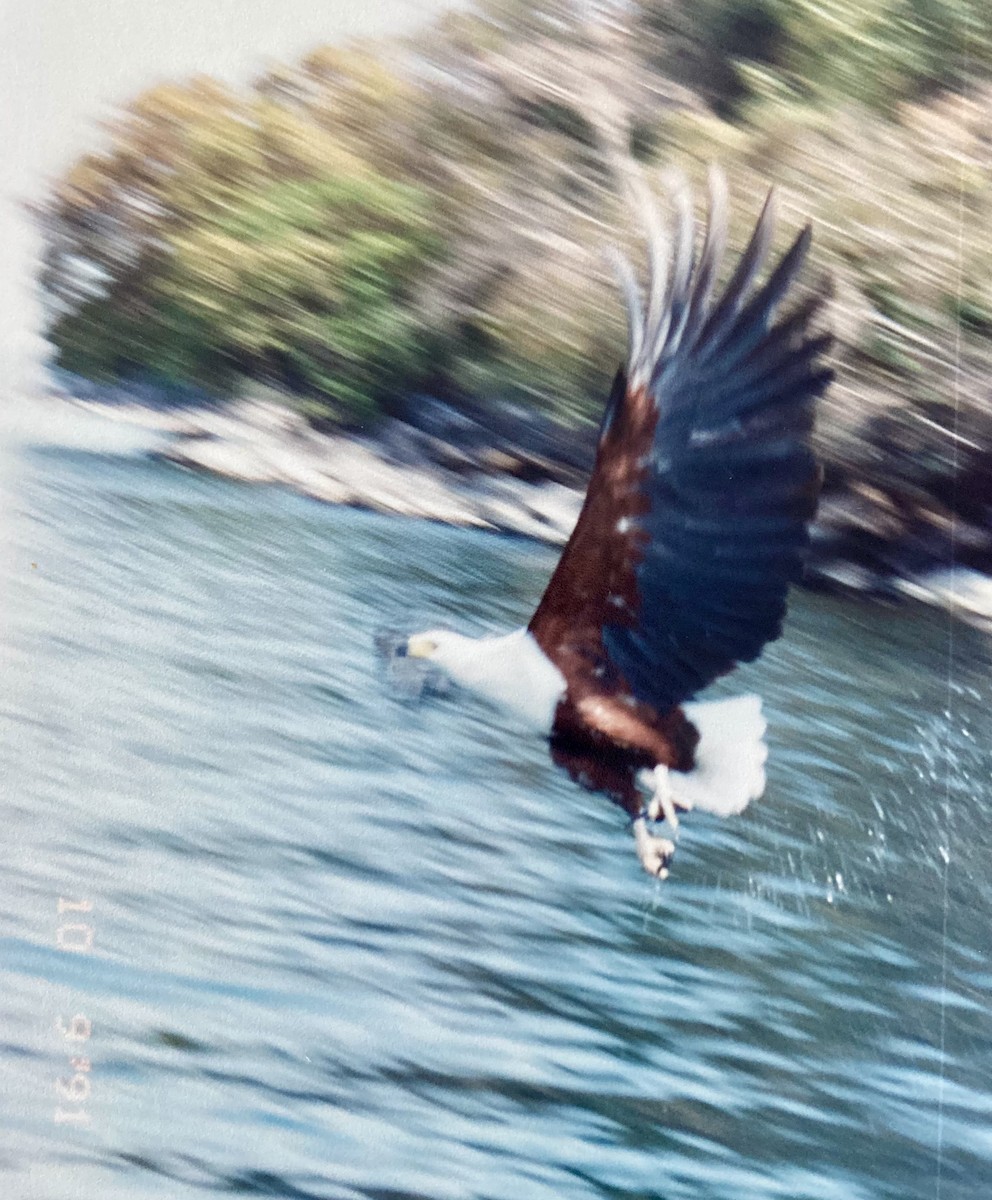African Fish-Eagle - ML613895390