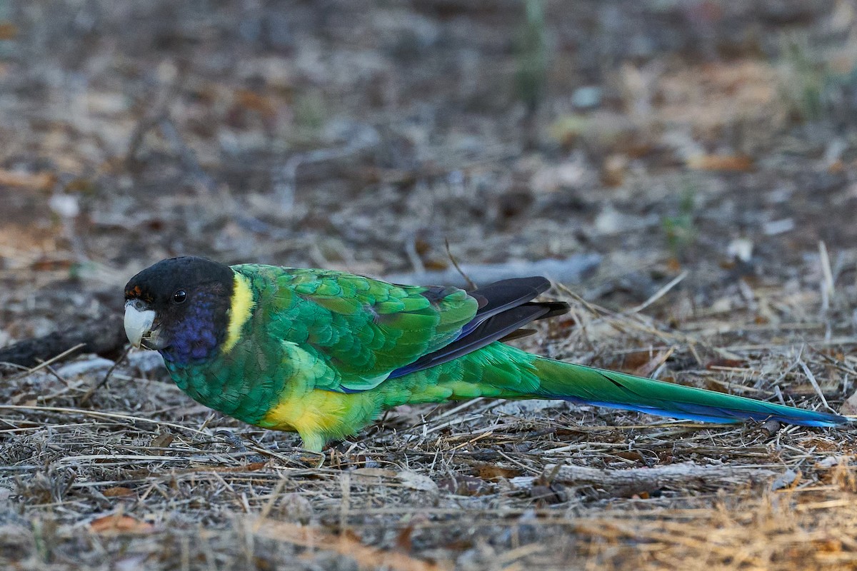Воротничковый попугай (semitorquatus) - ML613895635