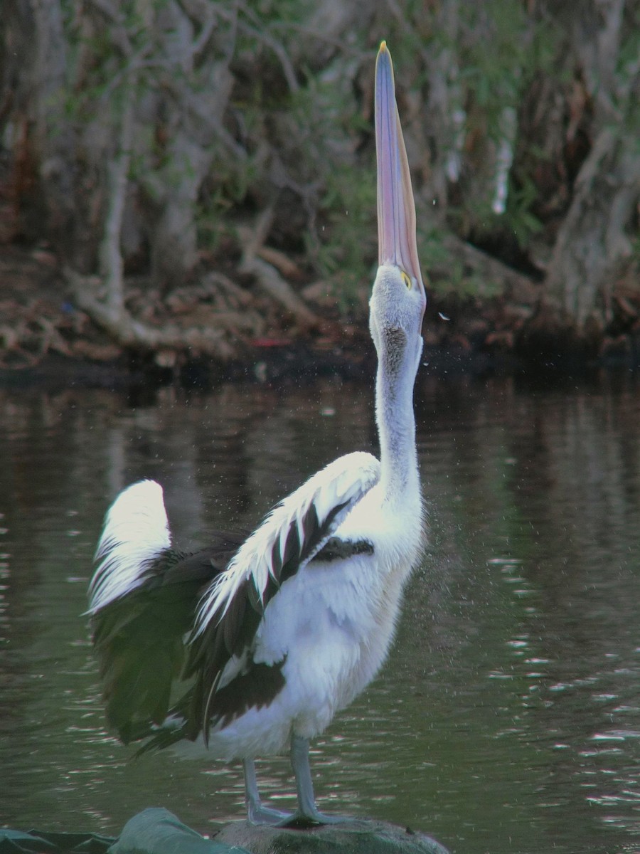 pelikán australský - ML613895752