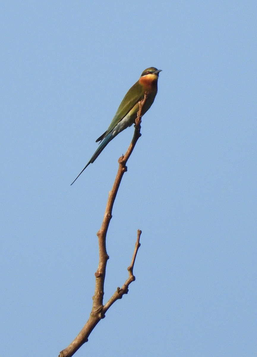 Blue-tailed Bee-eater - ML613896105