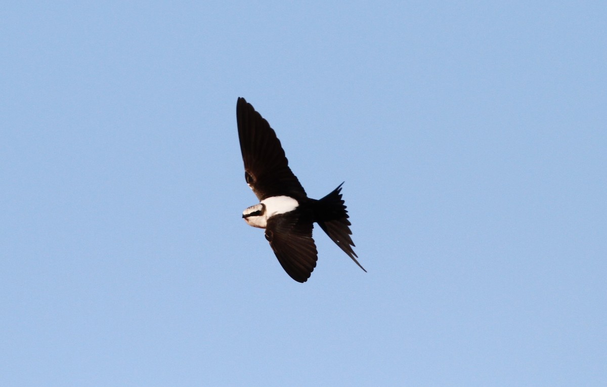 White-backed Swallow - ML613896225