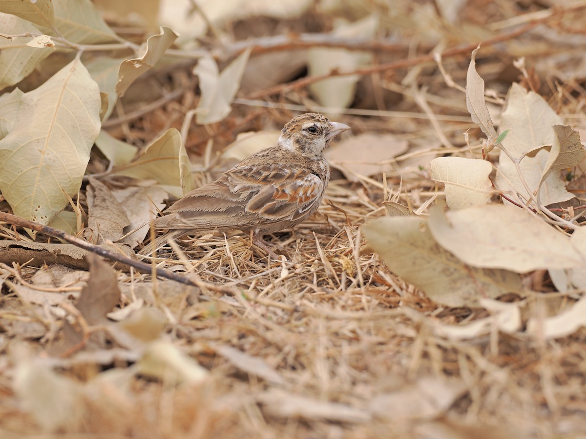 Chestnut-backed Sparrow-Lark - ML613896278