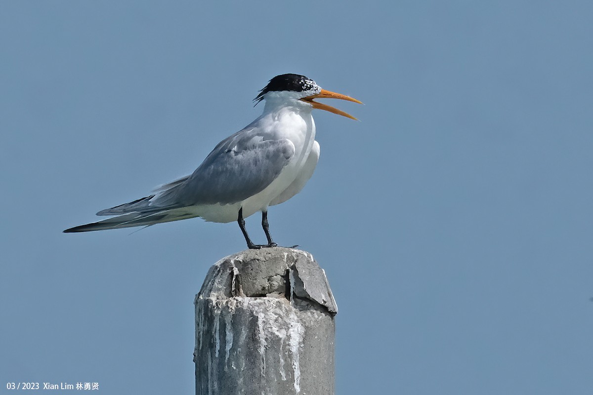 Lesser Crested Tern - Lim Ying Hien