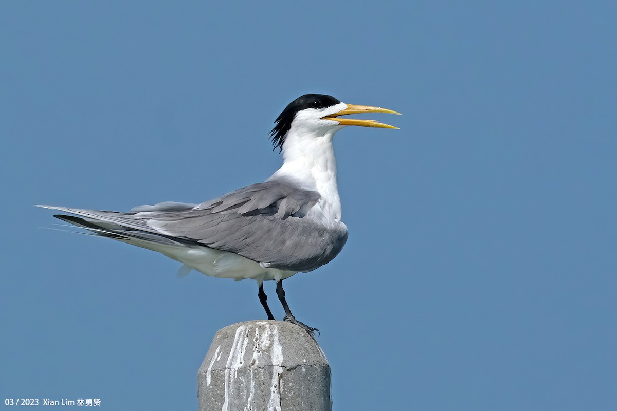 Great Crested Tern - ML613896442