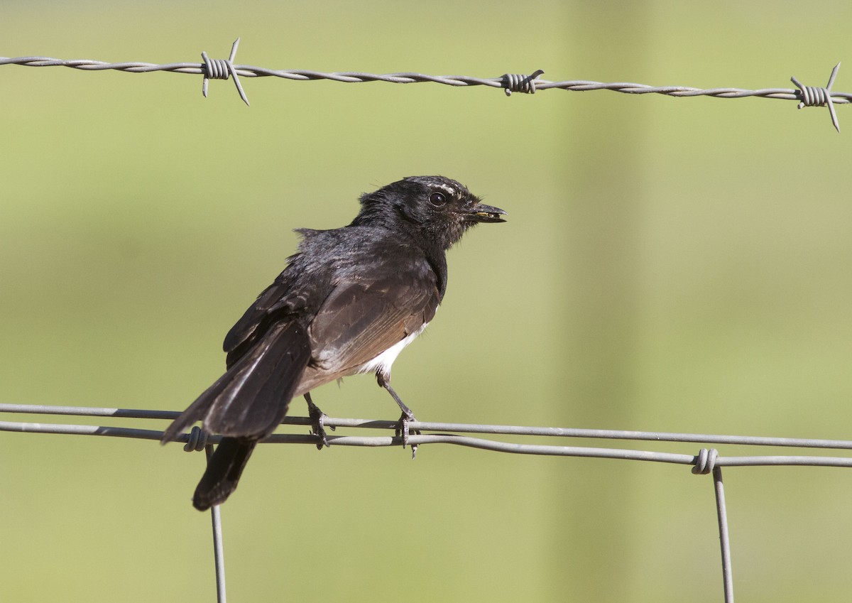 Willie-wagtail - ML613896873