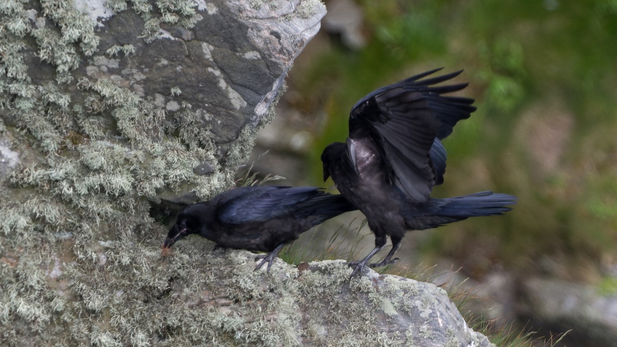 Common Raven - ML613896913