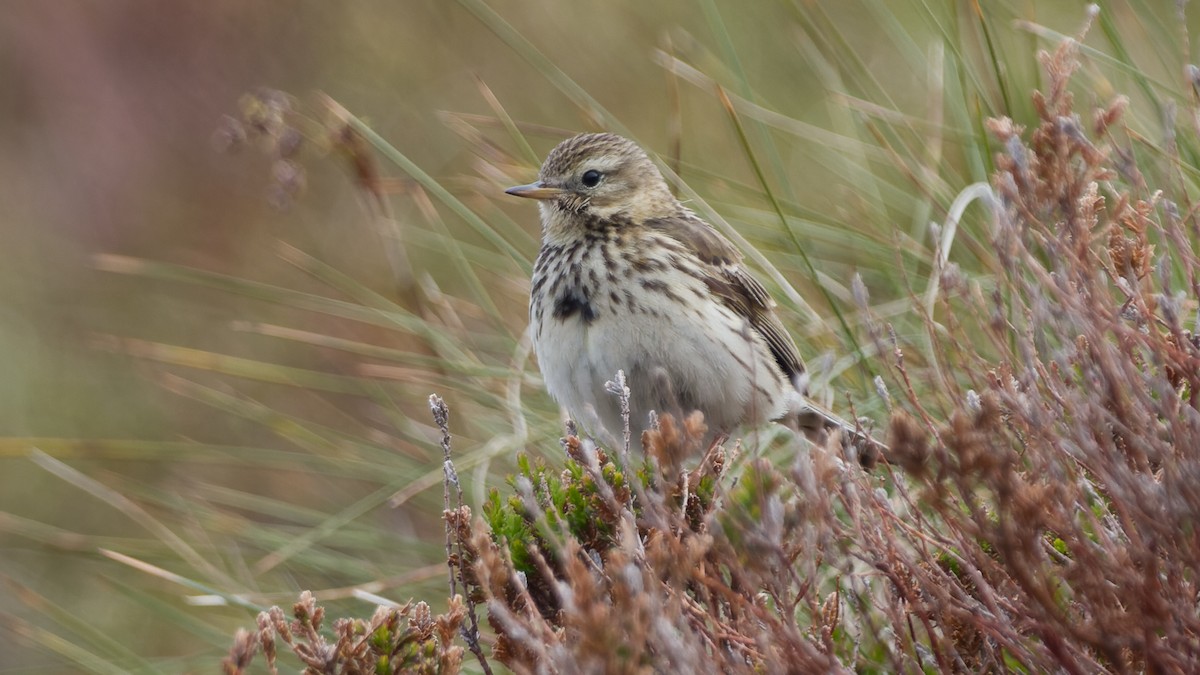 Meadow Pipit - ML613896932
