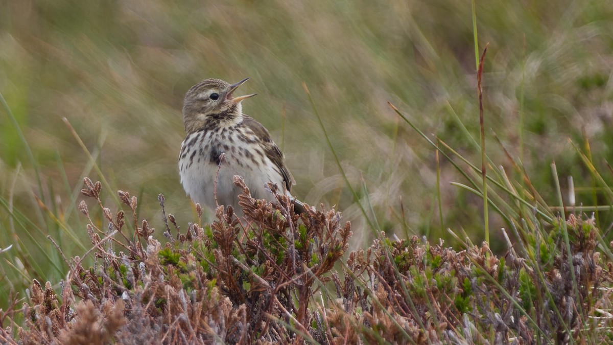 Meadow Pipit - ML613896933