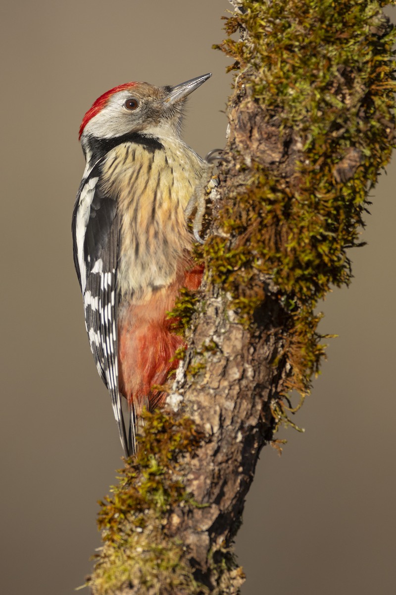 Middle Spotted Woodpecker - Pablo Barrena