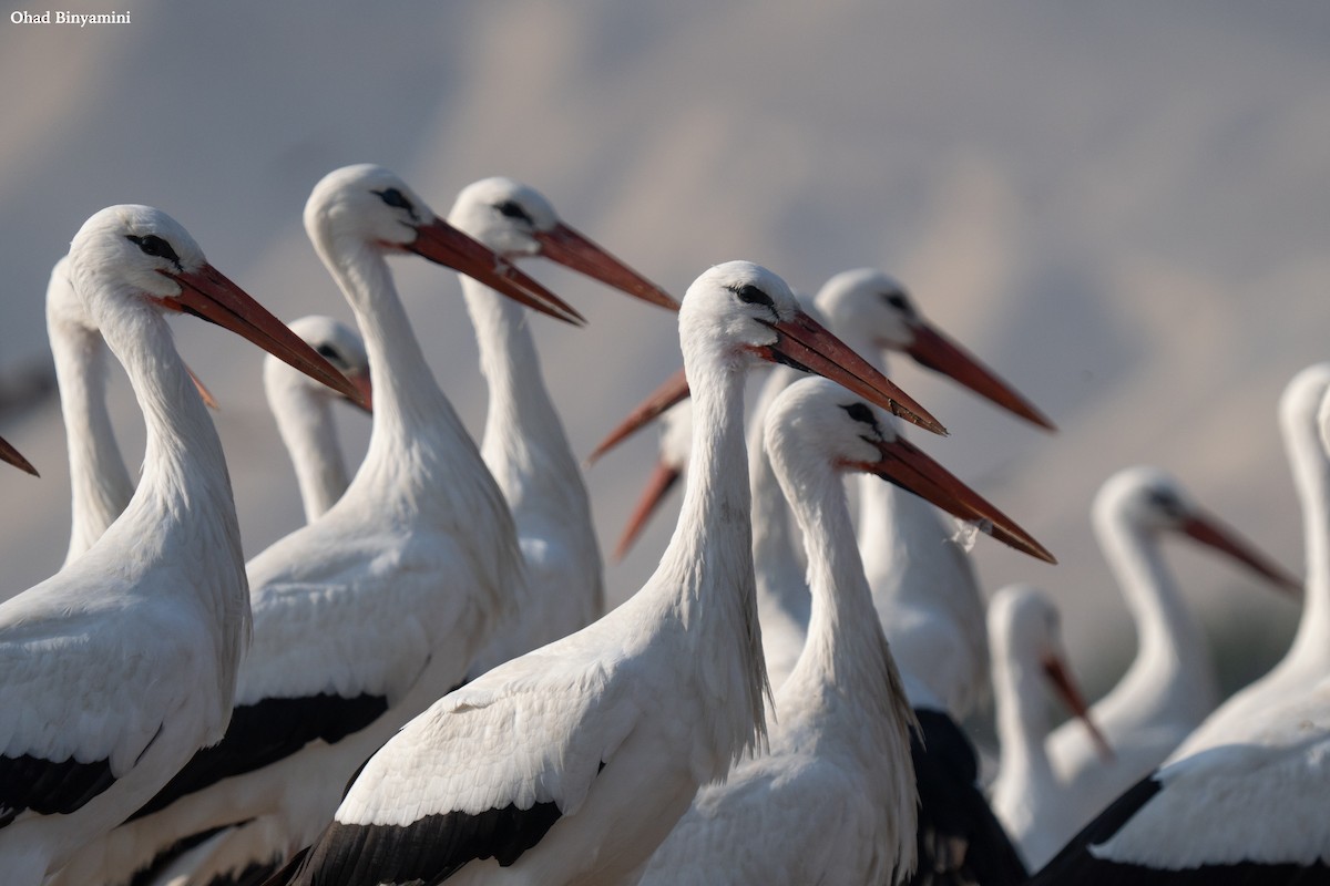 White Stork - Ohad Binyamini