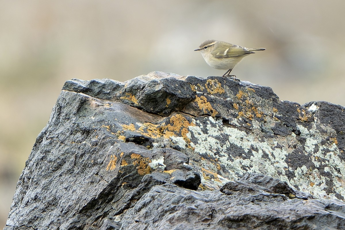 Hume's Warbler - ML613898203