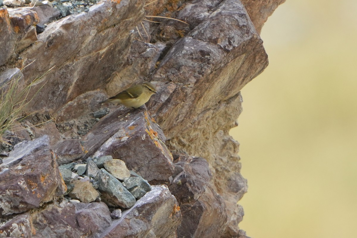 Hume's Warbler - ML613898204