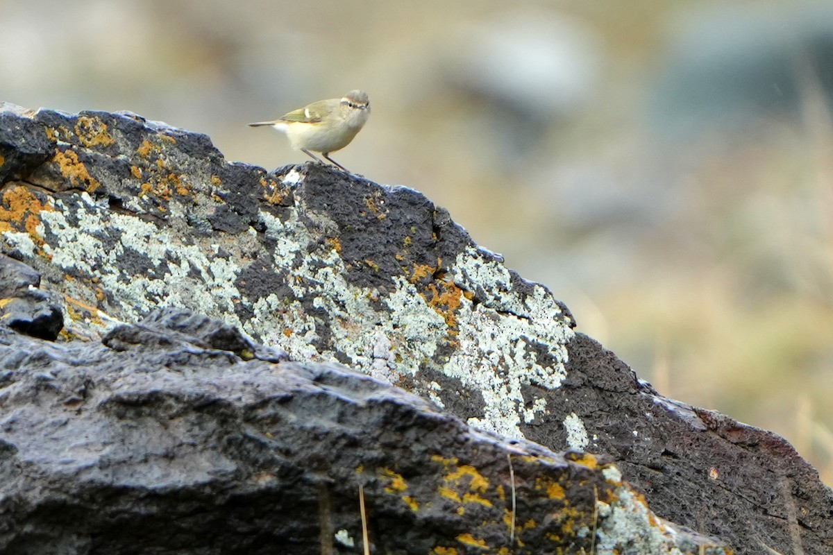Hume's Warbler - ML613898205