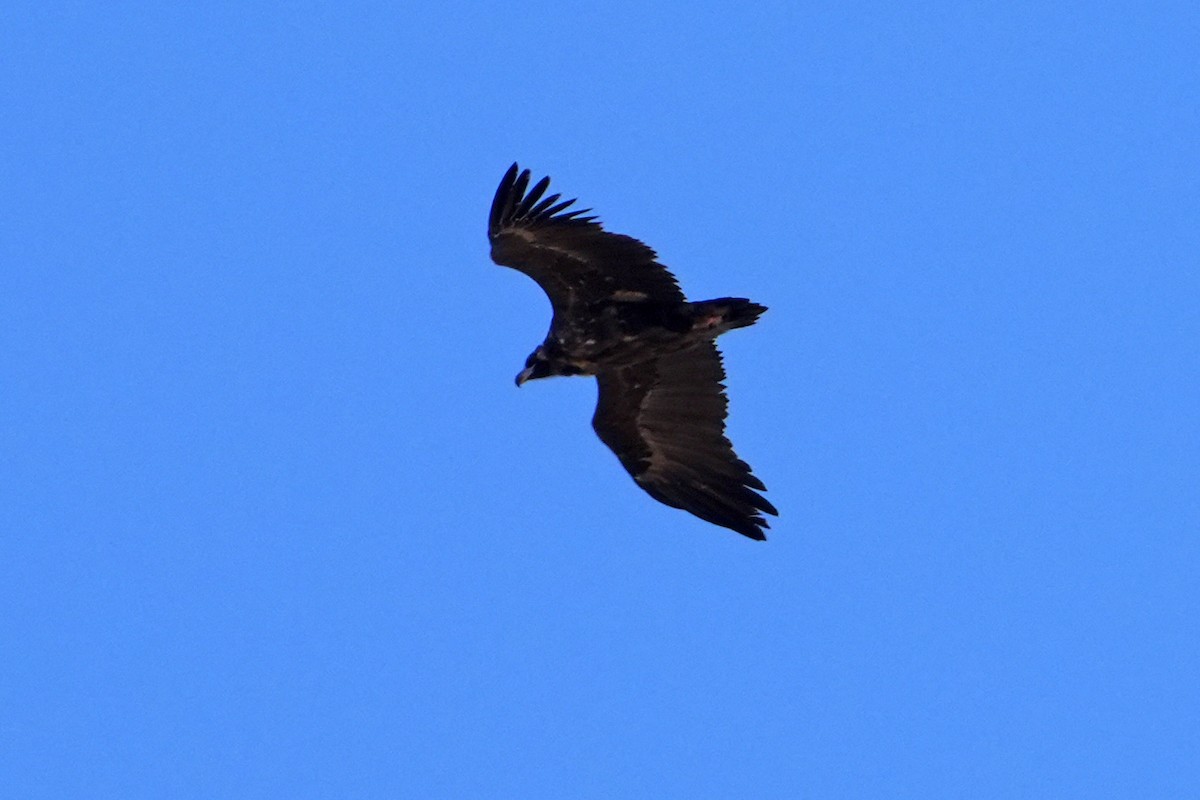 Cinereous Vulture - ML613898238