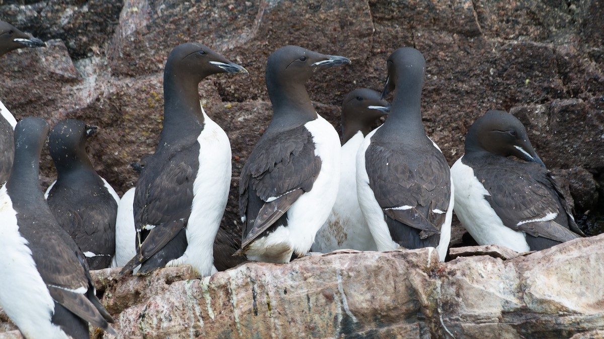 Thick-billed Murre - ML613898320