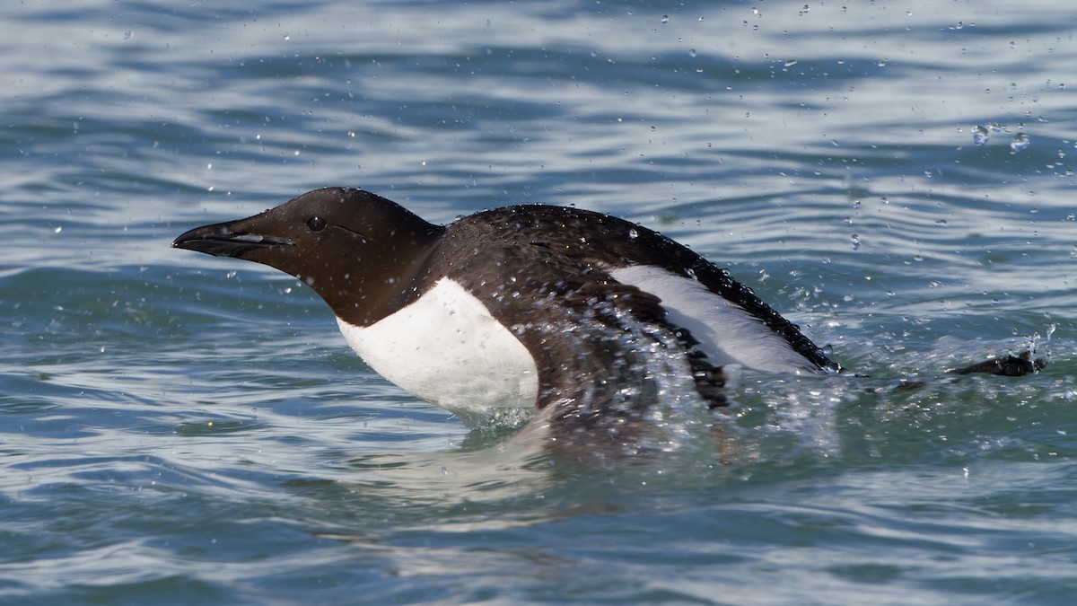 Thick-billed Murre - ML613898322