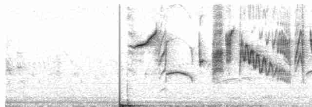 Shaft-tailed Whydah - ML613898371