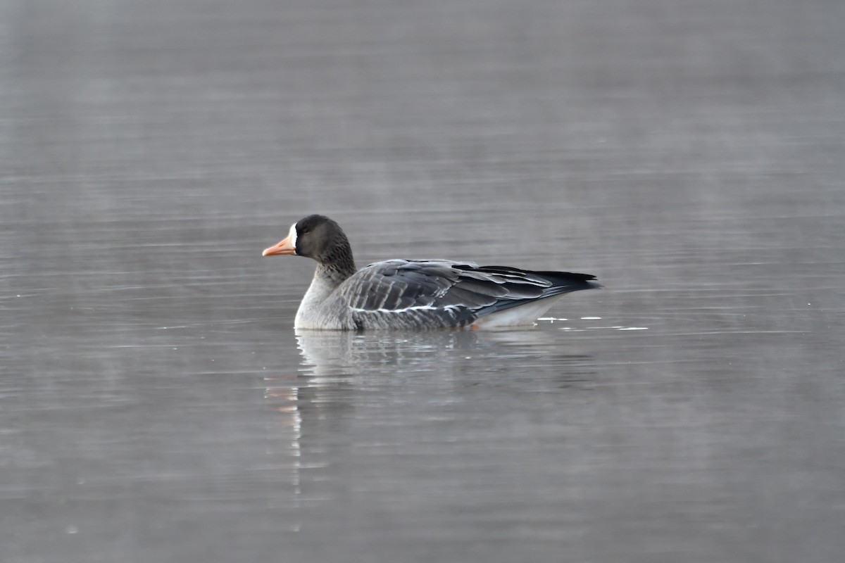 Greater White-fronted Goose - ML613898407