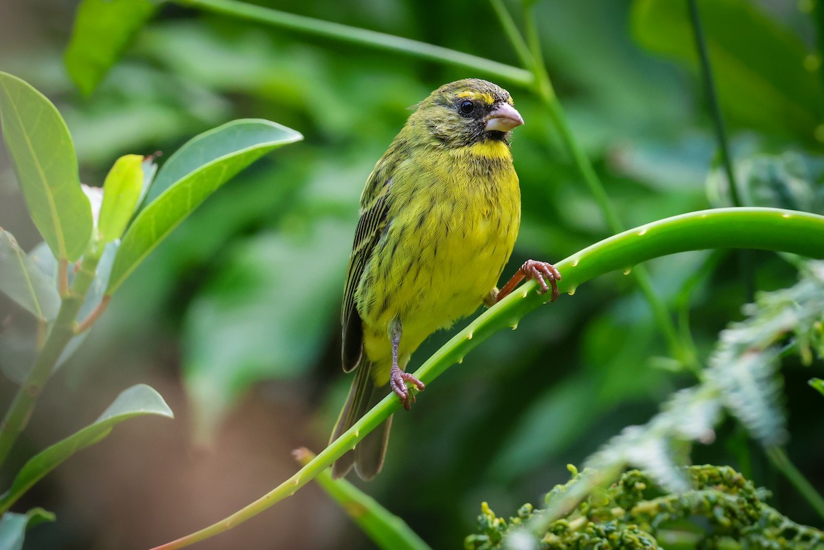 Forest Canary - ML613898681