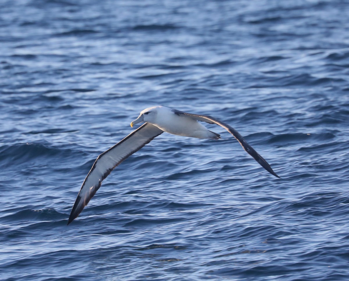 White-capped Albatross - ML613898881