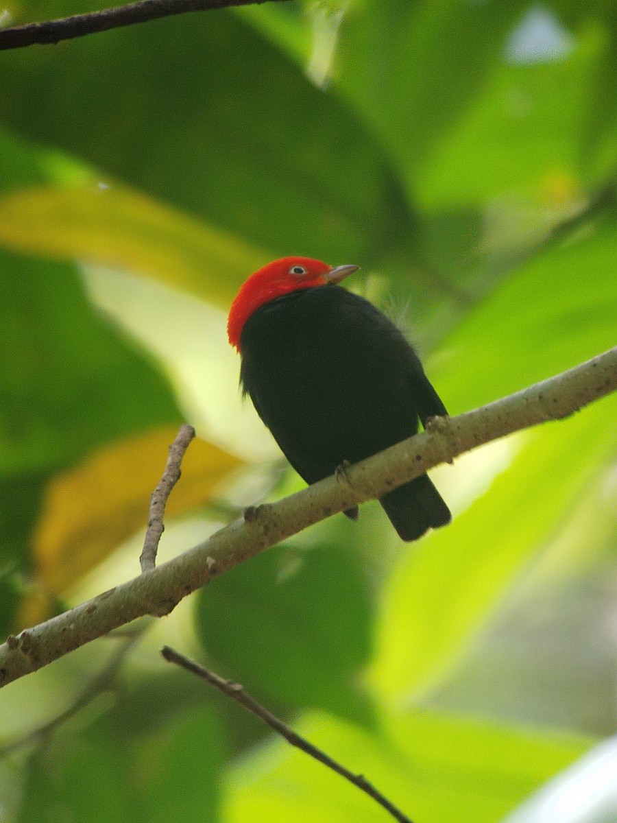 Red-capped Manakin - ML613899158