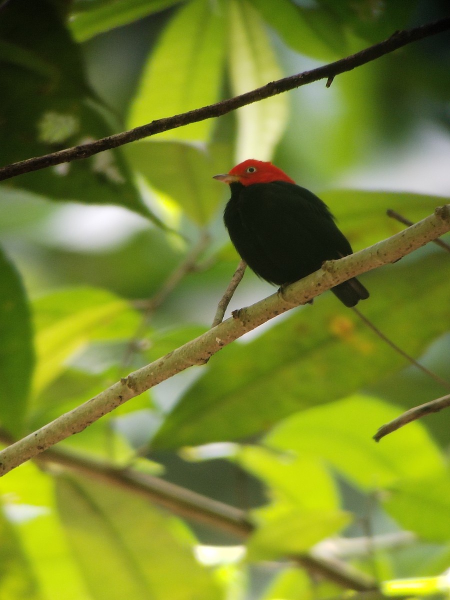 Red-capped Manakin - ML613899175