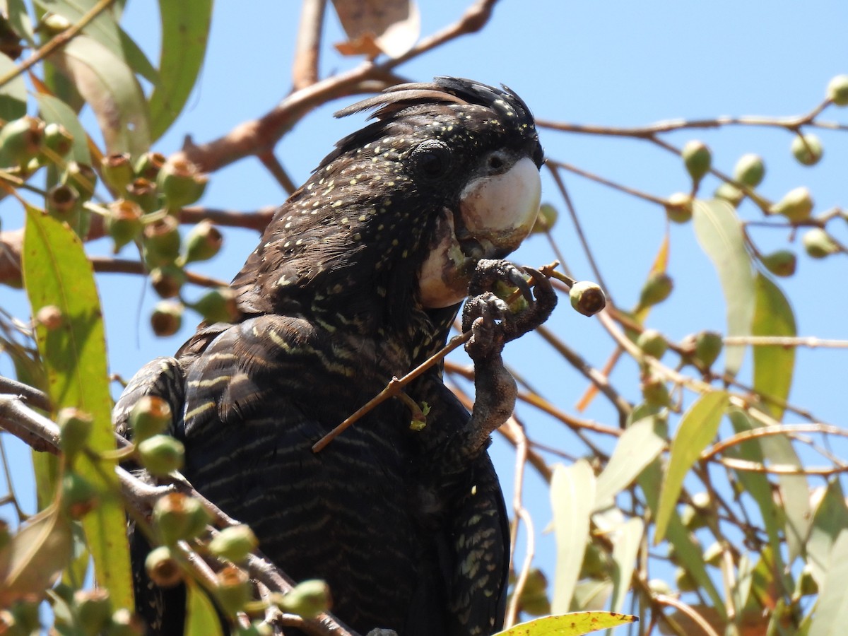 Red-tailed Black-Cockatoo - Joshua Kisyma
