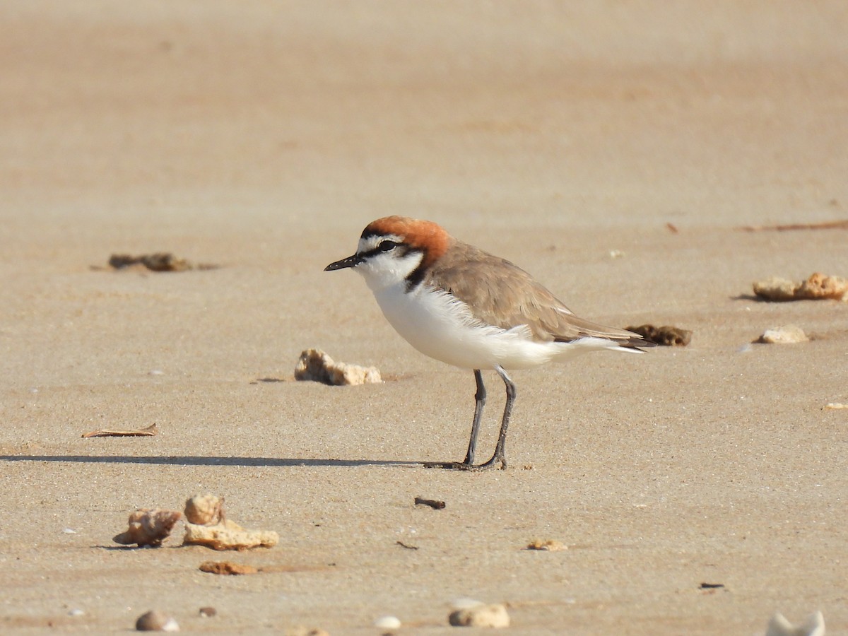 Red-capped Plover - ML613899258
