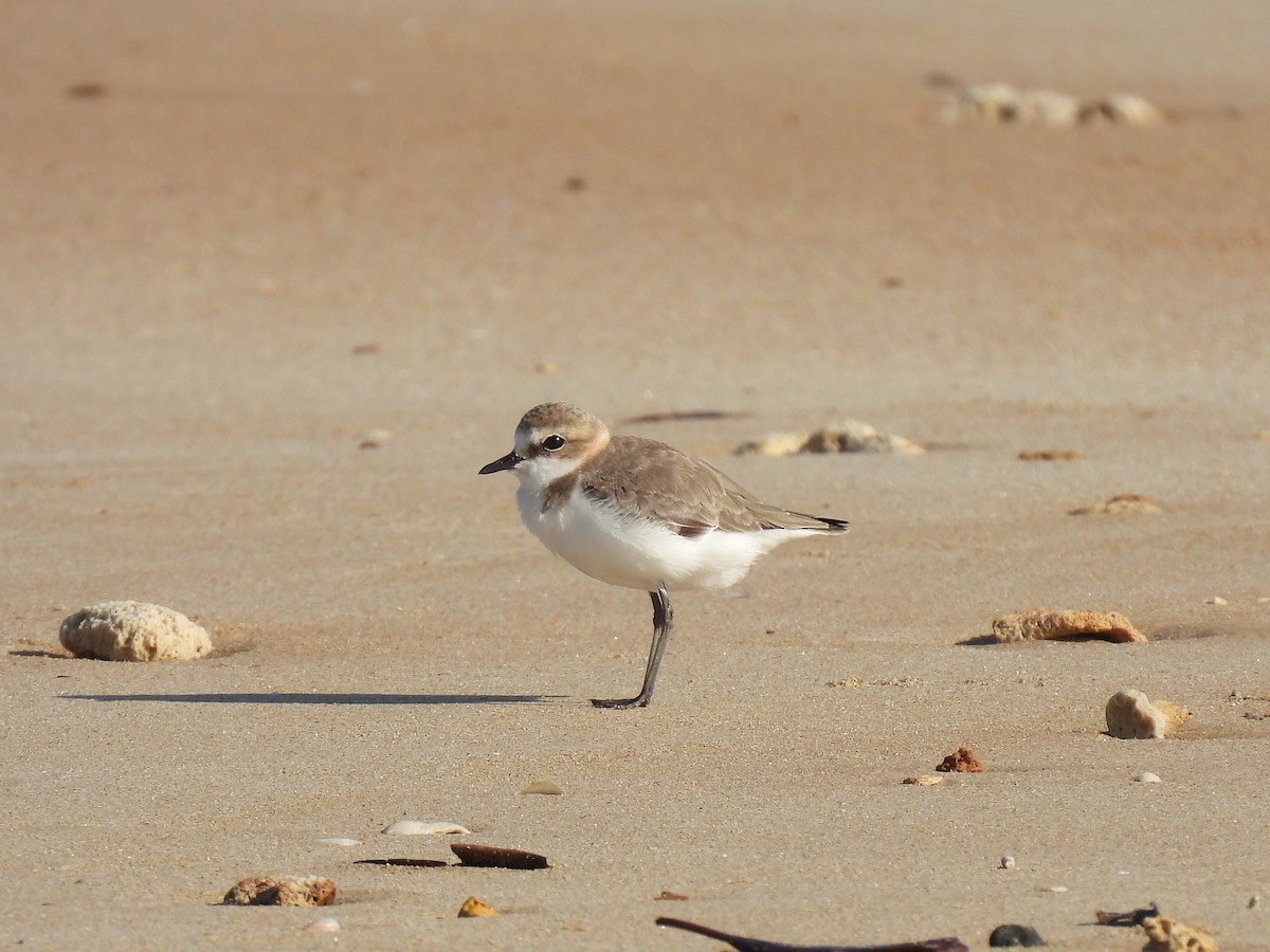 Red-capped Plover - ML613899259