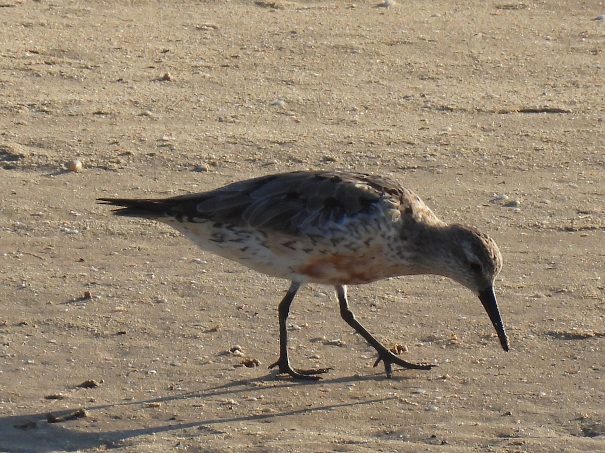 Red Knot - ML613899273