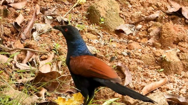Greater Coucal - ML613899324