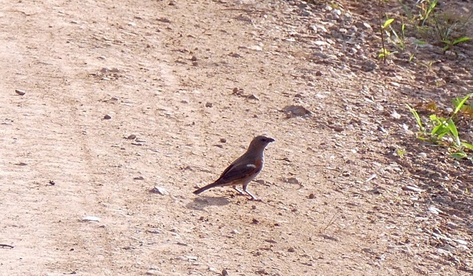 Swahili Sparrow - ML613899549
