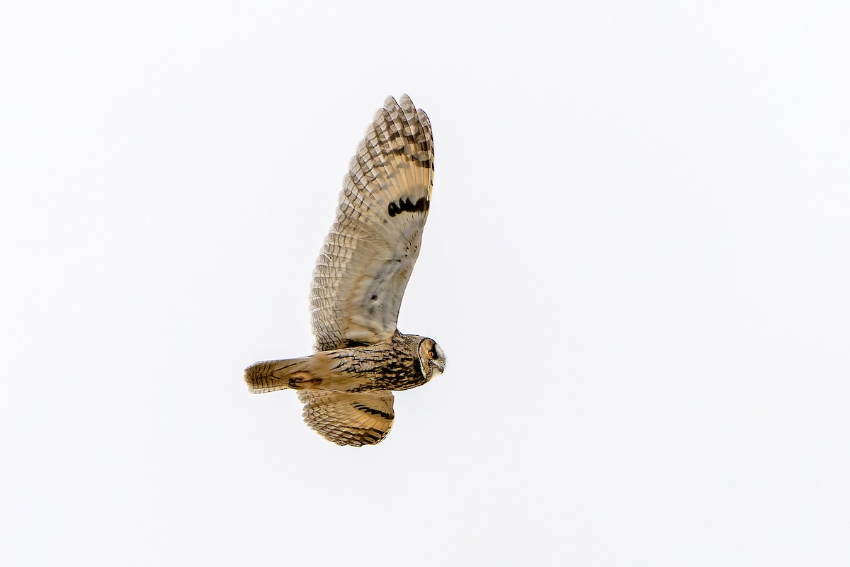 Long-eared Owl - ML613899681