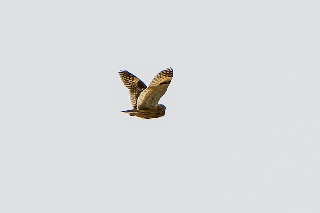 Long-eared Owl - ML613899682