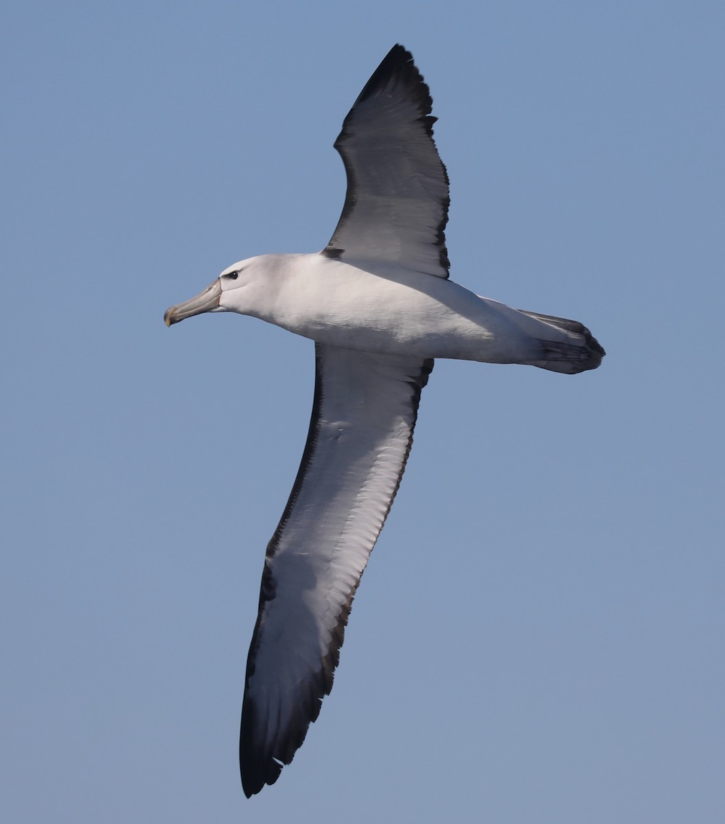 White-capped Albatross - ML613899738