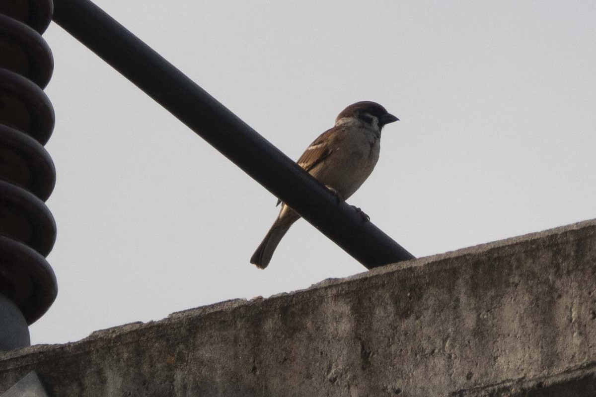 Eurasian Tree Sparrow - ML613899829