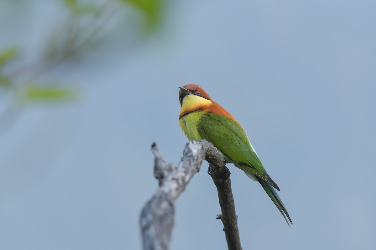 Chestnut-headed Bee-eater - ML613899921