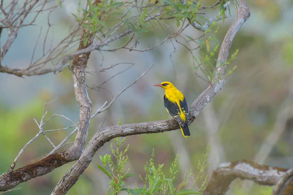 Indian Golden Oriole - ML613899947