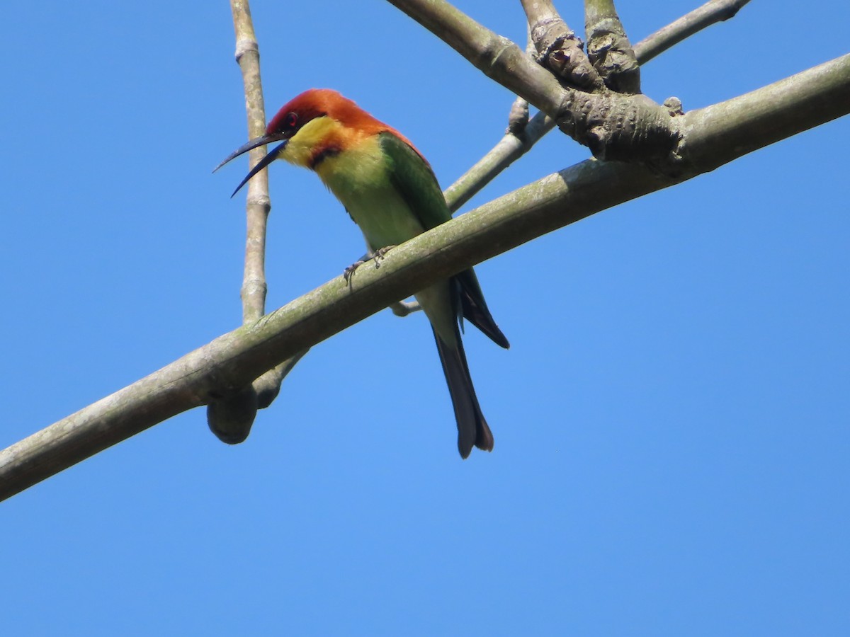 Blue-tailed Bee-eater - ML613899993