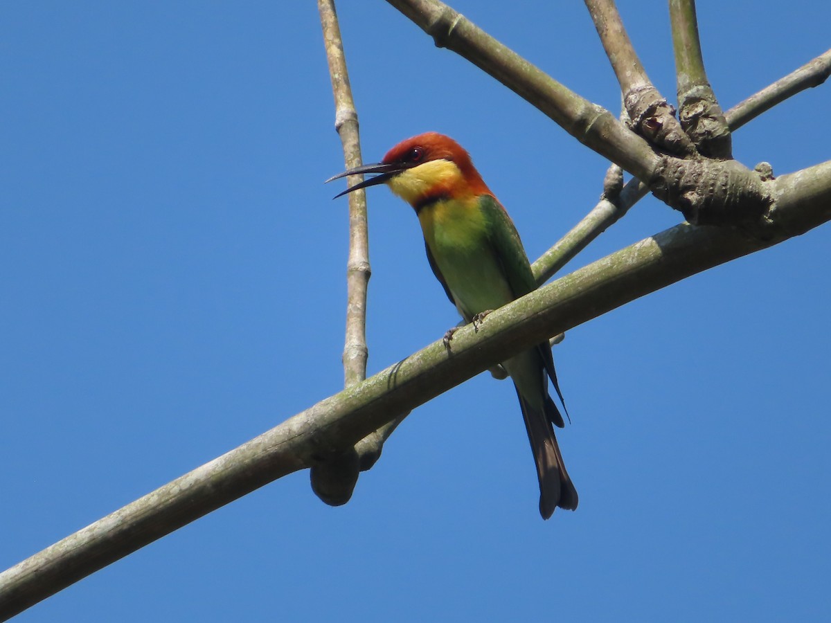 Blue-tailed Bee-eater - ML613899994