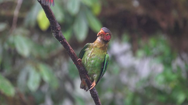 Rose-faced Parrot - ML613900141