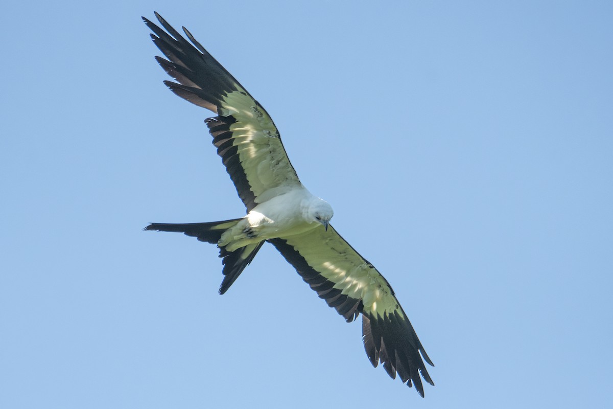 Swallow-tailed Kite - Andy Bowen