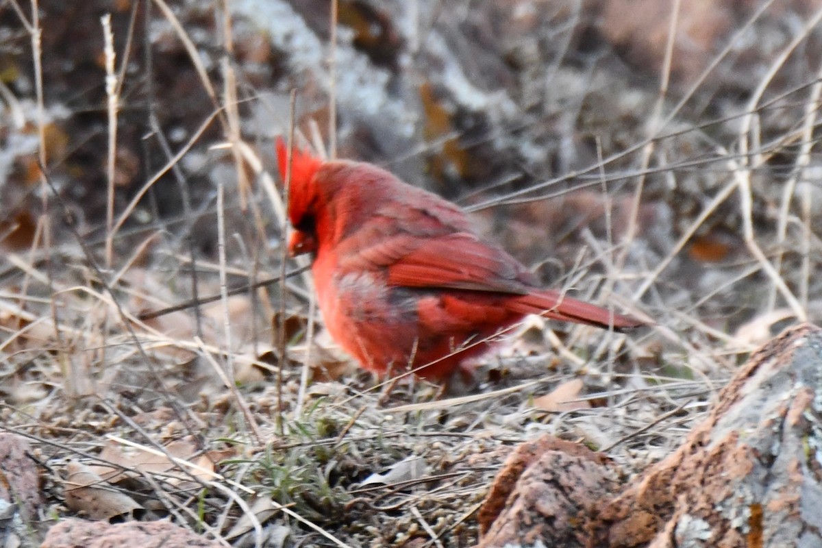 Northern Cardinal - Carmen Ricer