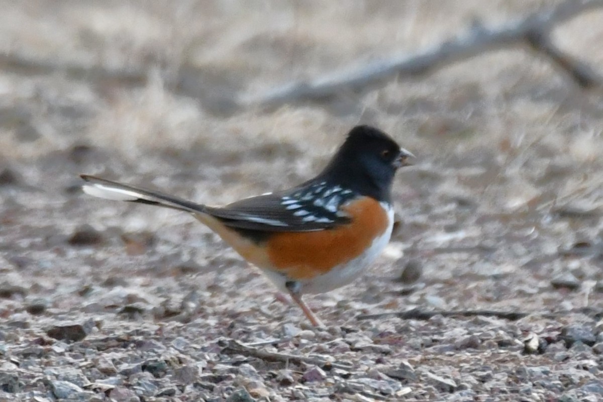 Spotted Towhee - ML613900278