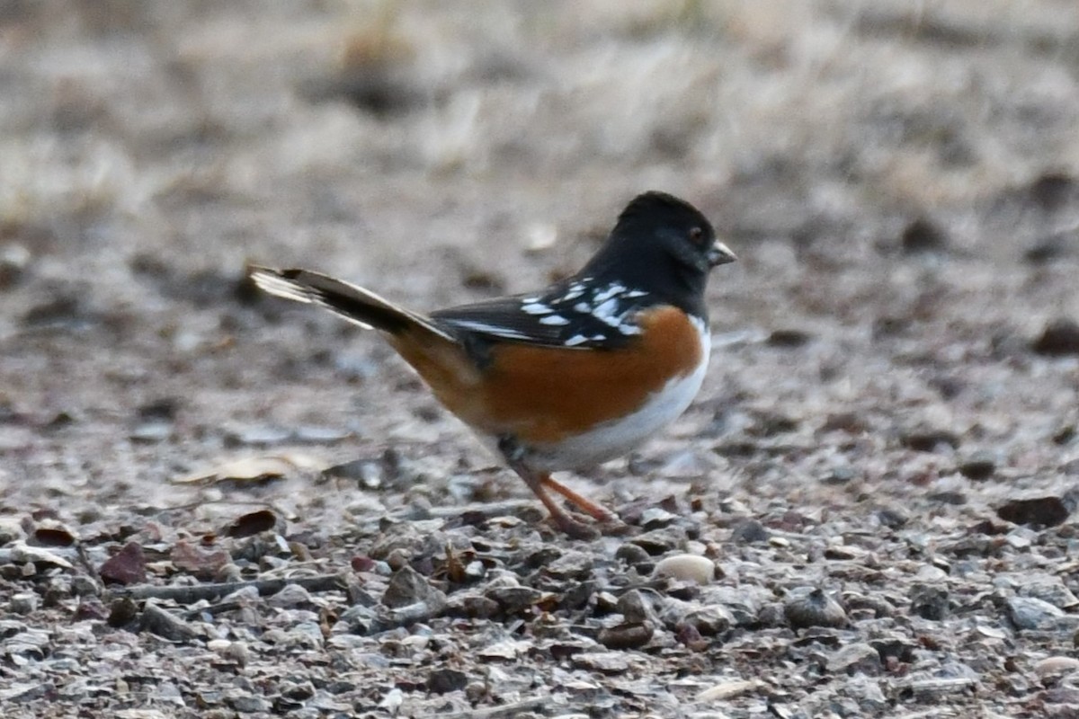 Spotted Towhee - ML613900279