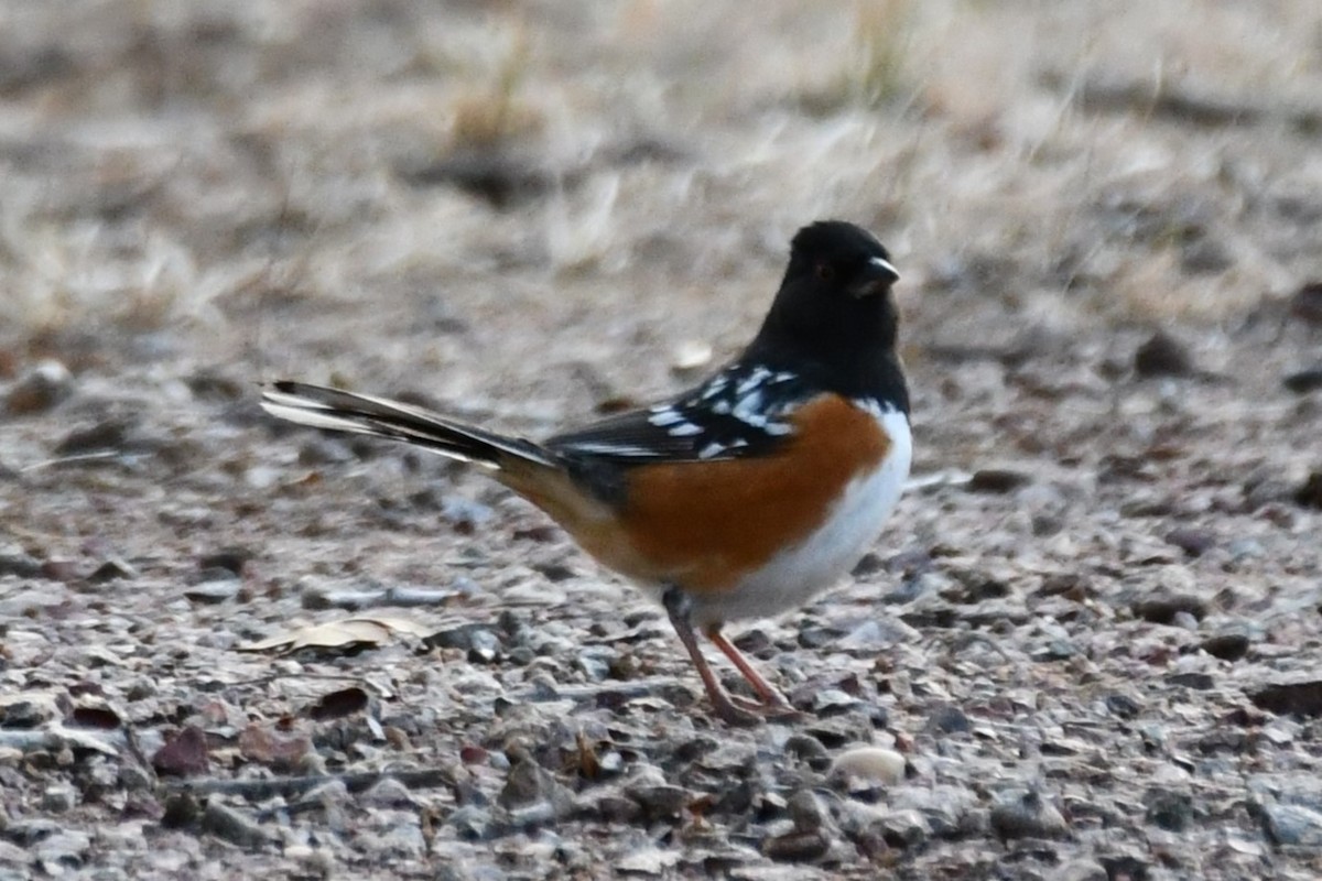 Spotted Towhee - ML613900280