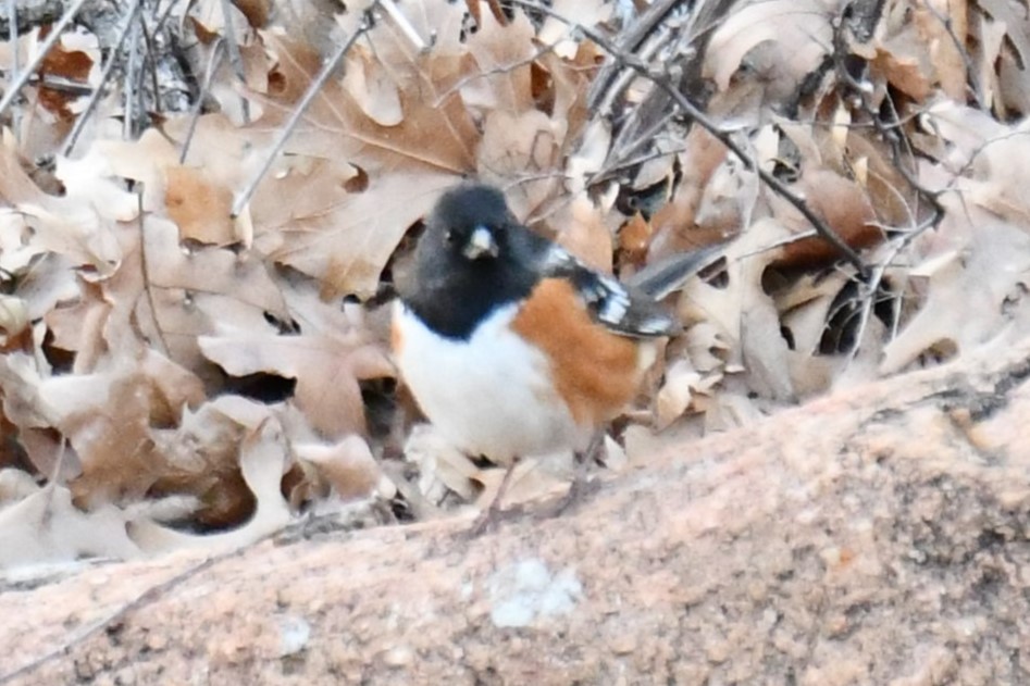 Spotted Towhee - ML613900281